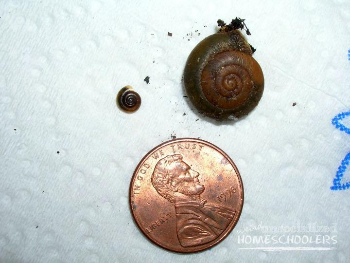 baby snail