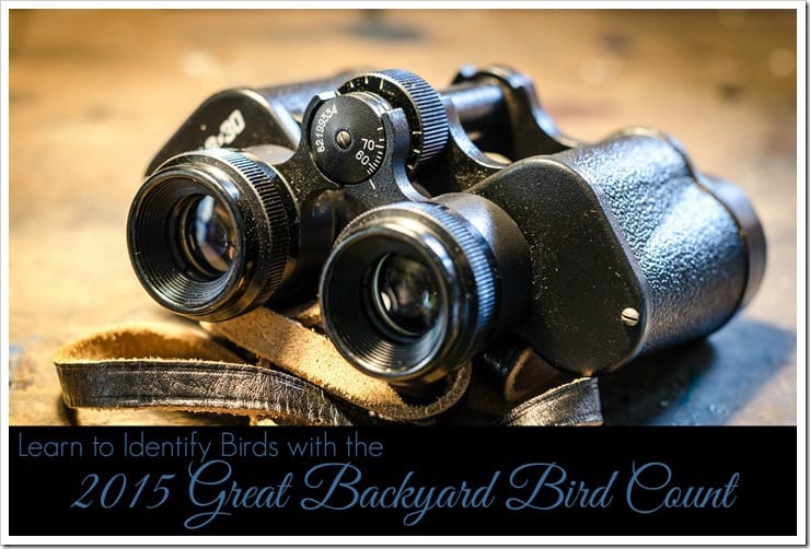 Learn to Identify Birds with the 2015 Great Backyard Bird Count