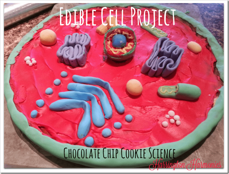 Edible Cell Model made of out chocolate chip cookie