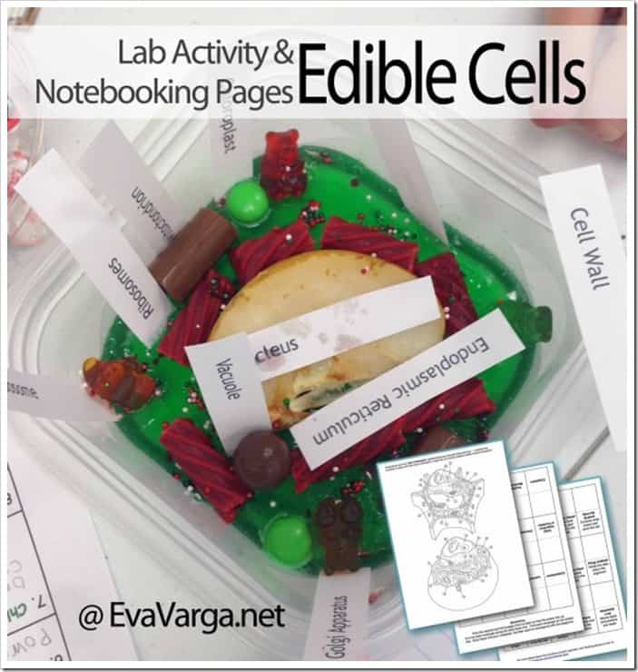 Edible plant cell model