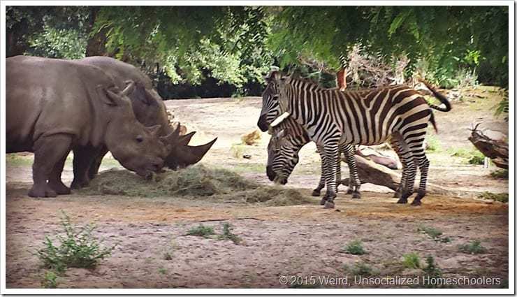 rhinos and zebras