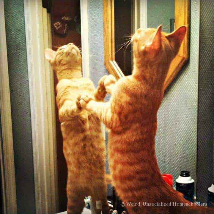 cat in front of mirror