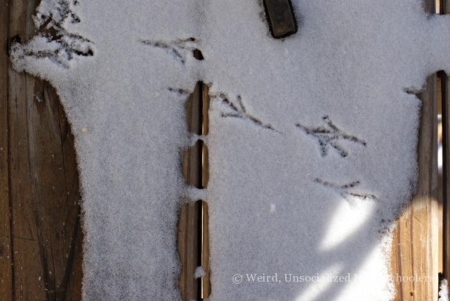 winter nature study: animal tracks