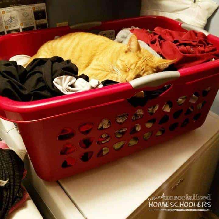 jack-in-the-laundry-basket