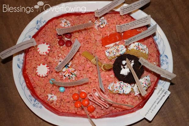 edible-animal-cell-project-4
