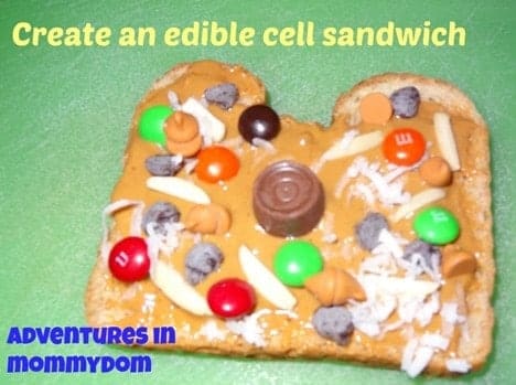 create-an-edible-cell-sandwich